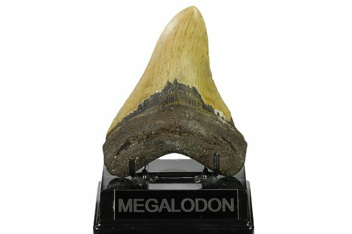 Fossil Megalodon Tooth - North Carolina #146841
